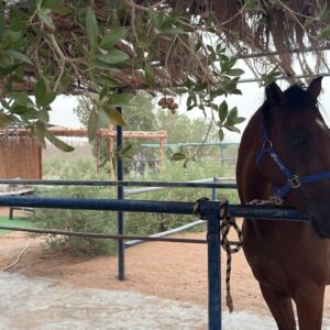 customized headstall & reins